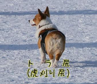 永遠のトラ尻.jpg