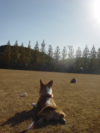 青空とコギ尻.jpg