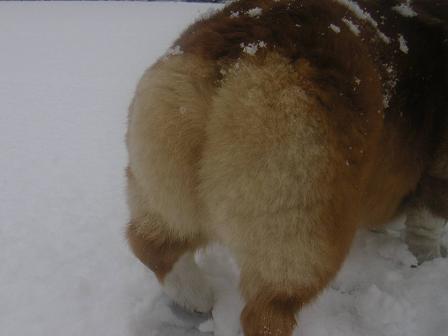 雪とオチリ1.jpg