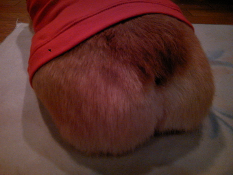 美味しそうなオチリ.jpg